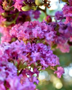 Crepe Myrtle Blossoms