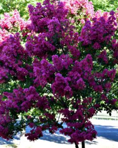 Crepe Myrtles and Gardening