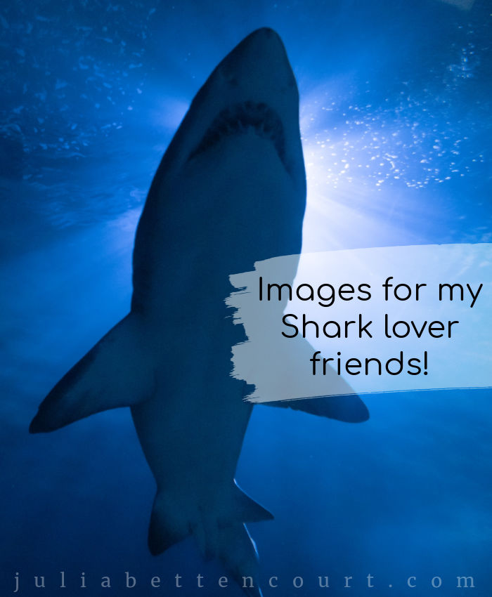 Shark Week Fun Images to Share