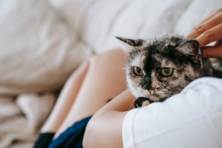 Small Acts of Love That Keep Your Pets Safe Every Day